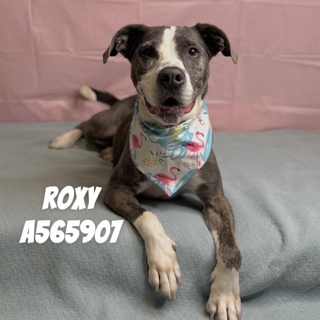 Enlarge ROXY, a Adoptable mixed breed in Huntsville, AL image 1/1