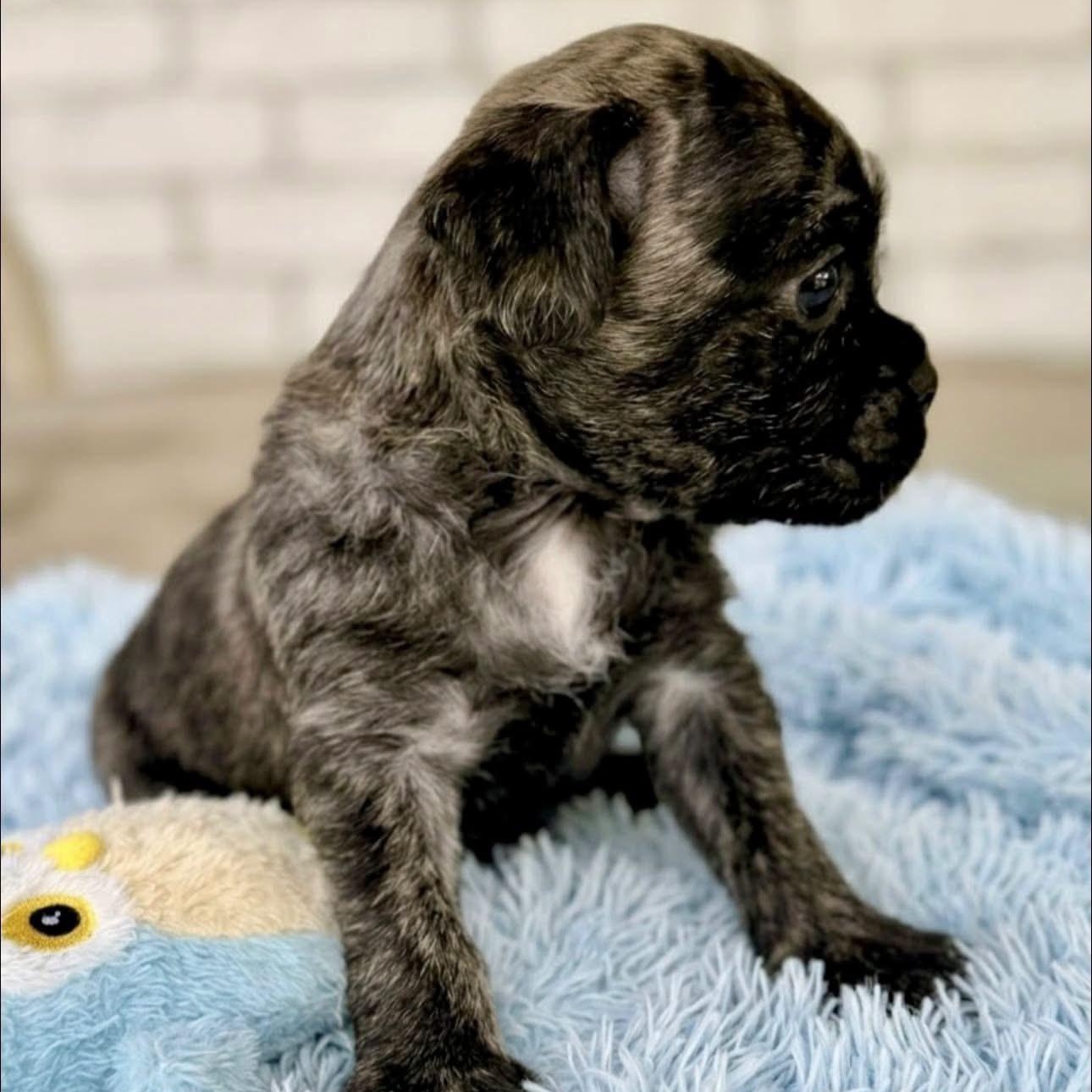 Enlarge Waylon, a Adoptable mixed breed in Rockwall, TX image 2/3