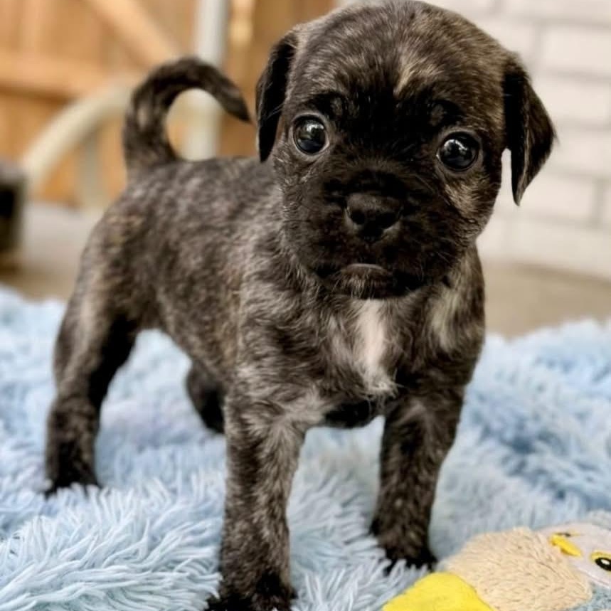 Enlarge Waylon, a Adoptable mixed breed in Rockwall, TX image 1/3