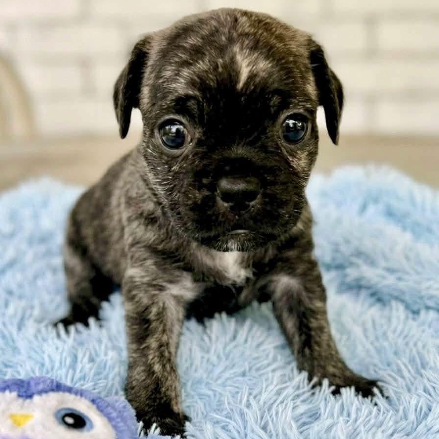 Enlarge Waylon, a Adoptable mixed breed in Rockwall, TX image 3/3