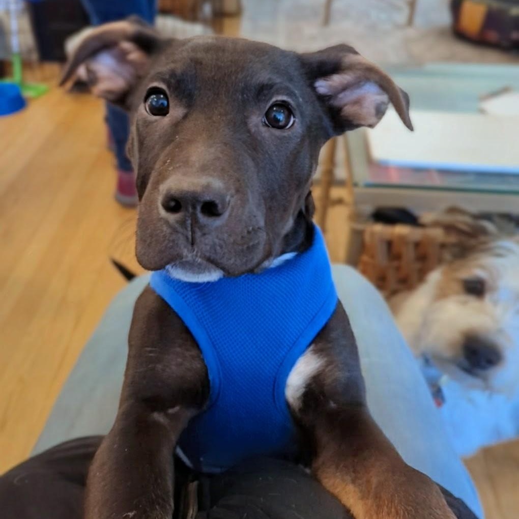 Spark, adopted, Puppy Male Labrador Retriever.