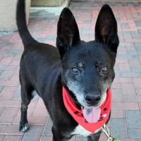 Enlarge Harley A1333518, a Adoptable Basenji in Las Vegas, NV image 2/3
