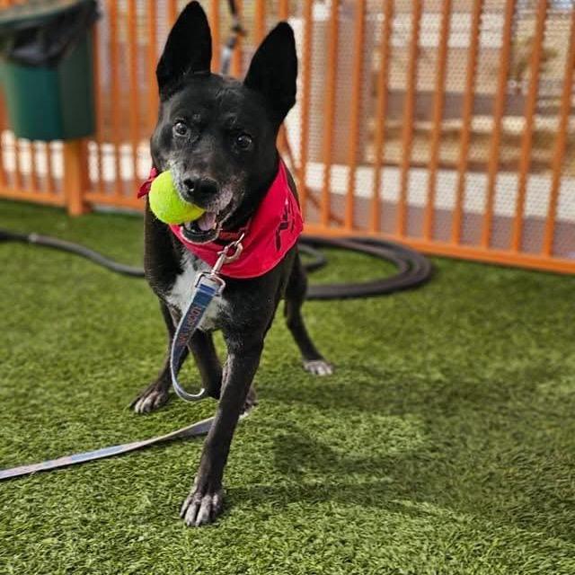 Enlarge Harley A1333518, a Adoptable Basenji in Las Vegas, NV image 3/3