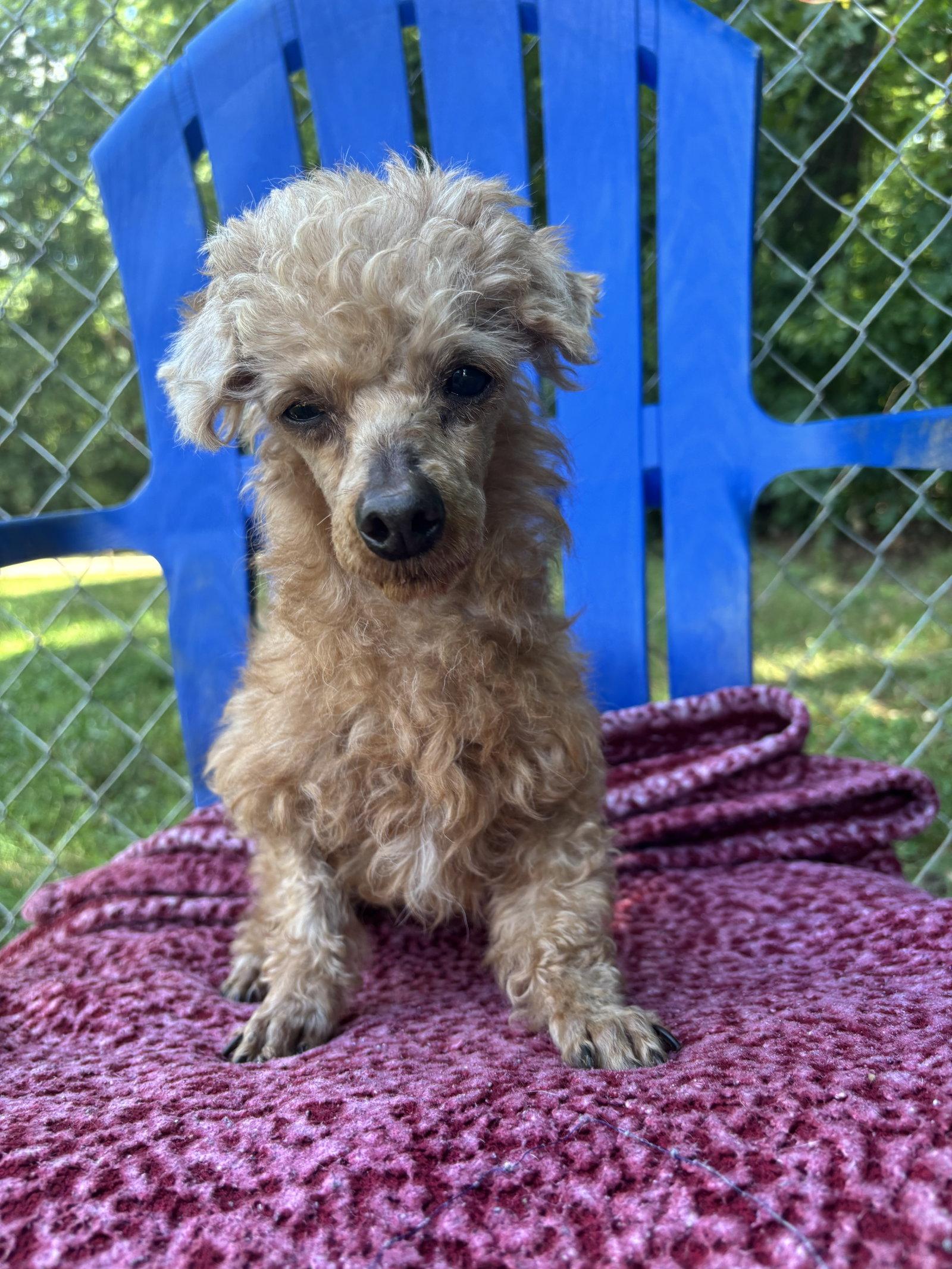 Bolt Mar 26, Adoptable, Senior Male Poodle.