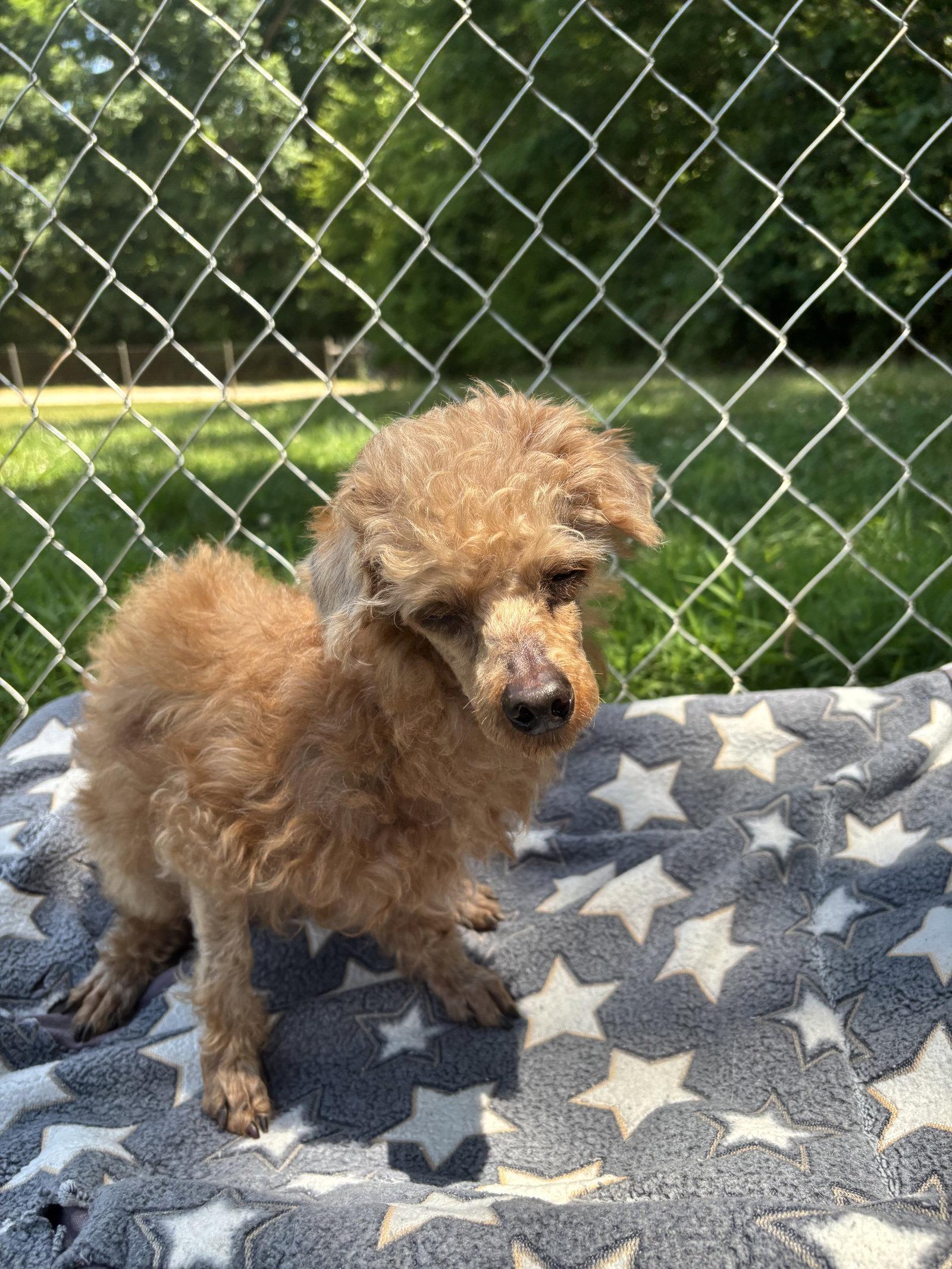 Enlarge Bolt Mar 26, a Adoptable Poodle in Pacolet, SC image 2/3