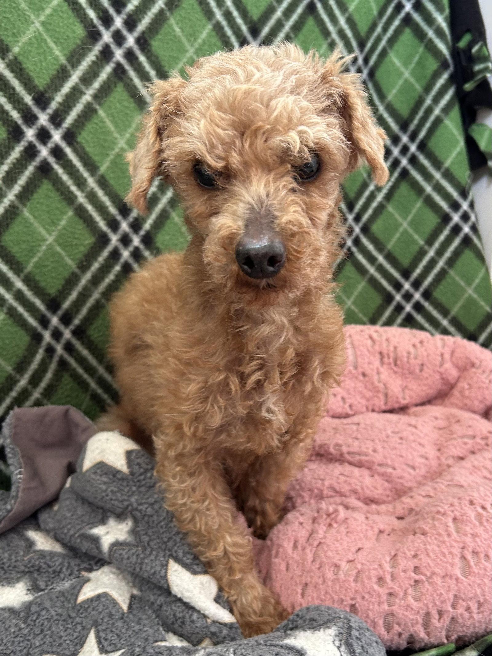 Enlarge Bolt Mar 26, a Adoptable Poodle in Pacolet, SC image 3/3