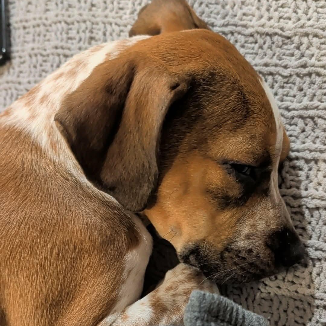 Enlarge Meadow, an adopted mixed breed in Wando, SC image 5/6