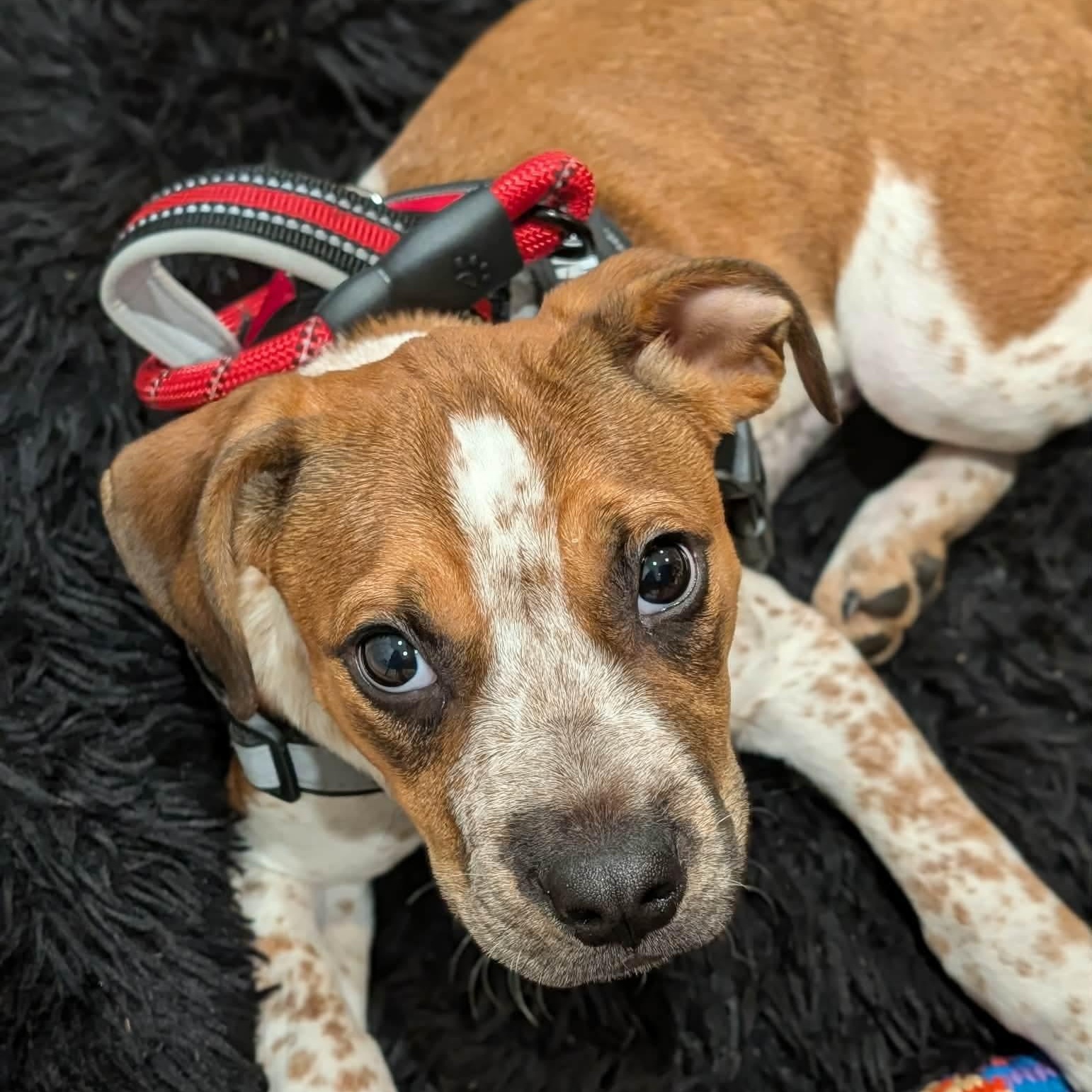 Enlarge Meadow, an adopted mixed breed in Wando, SC image 3/6