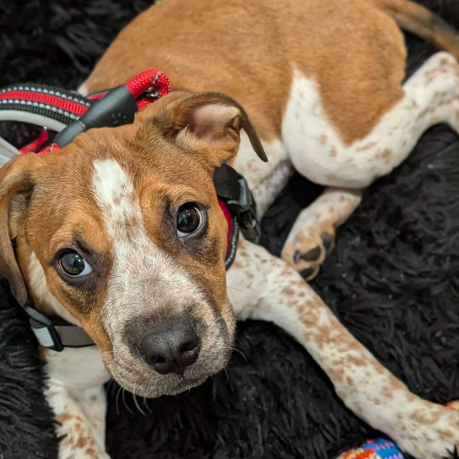 Meadow, adopted, Puppy Female Hound.
