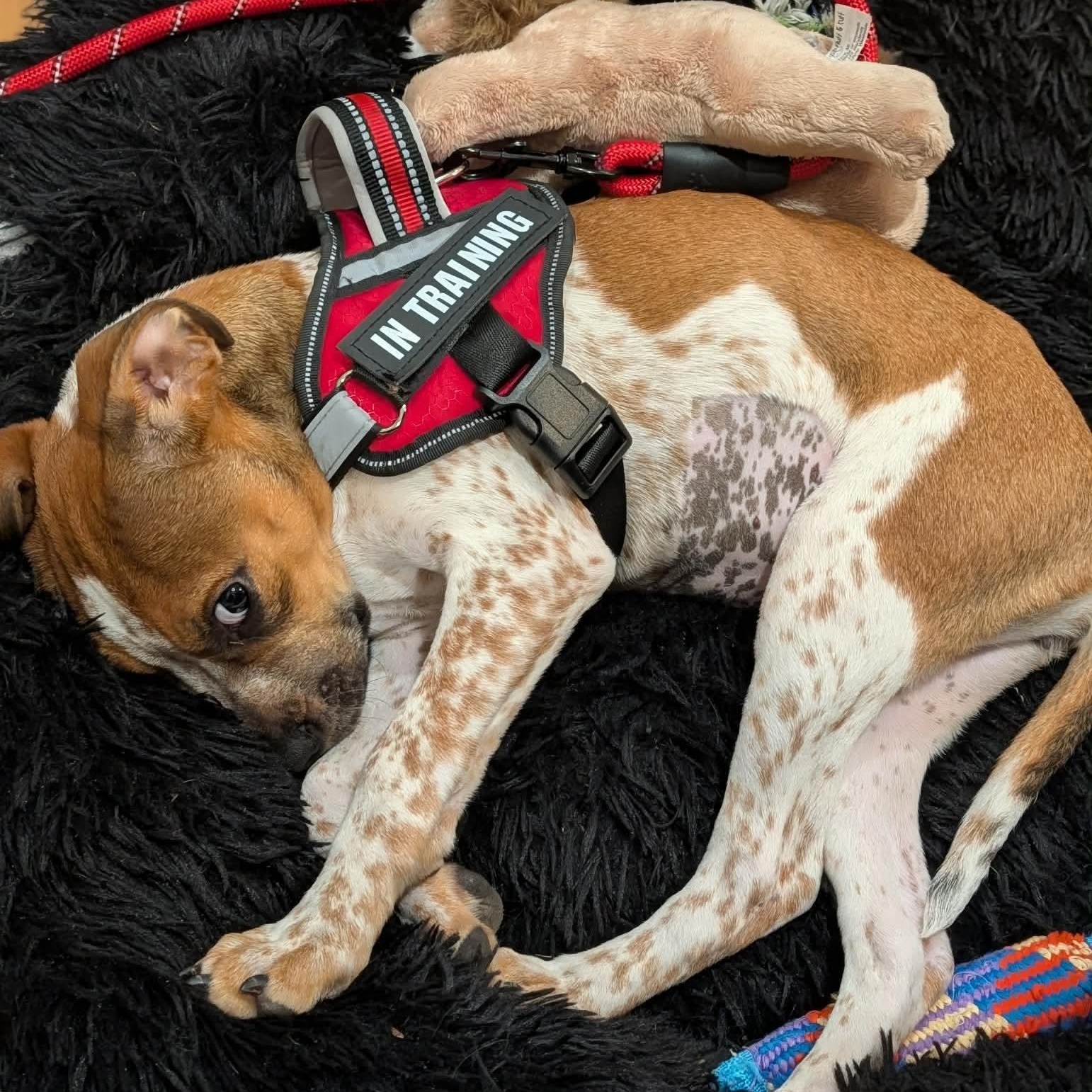 Enlarge Meadow, an adopted mixed breed in Wando, SC image 6/6