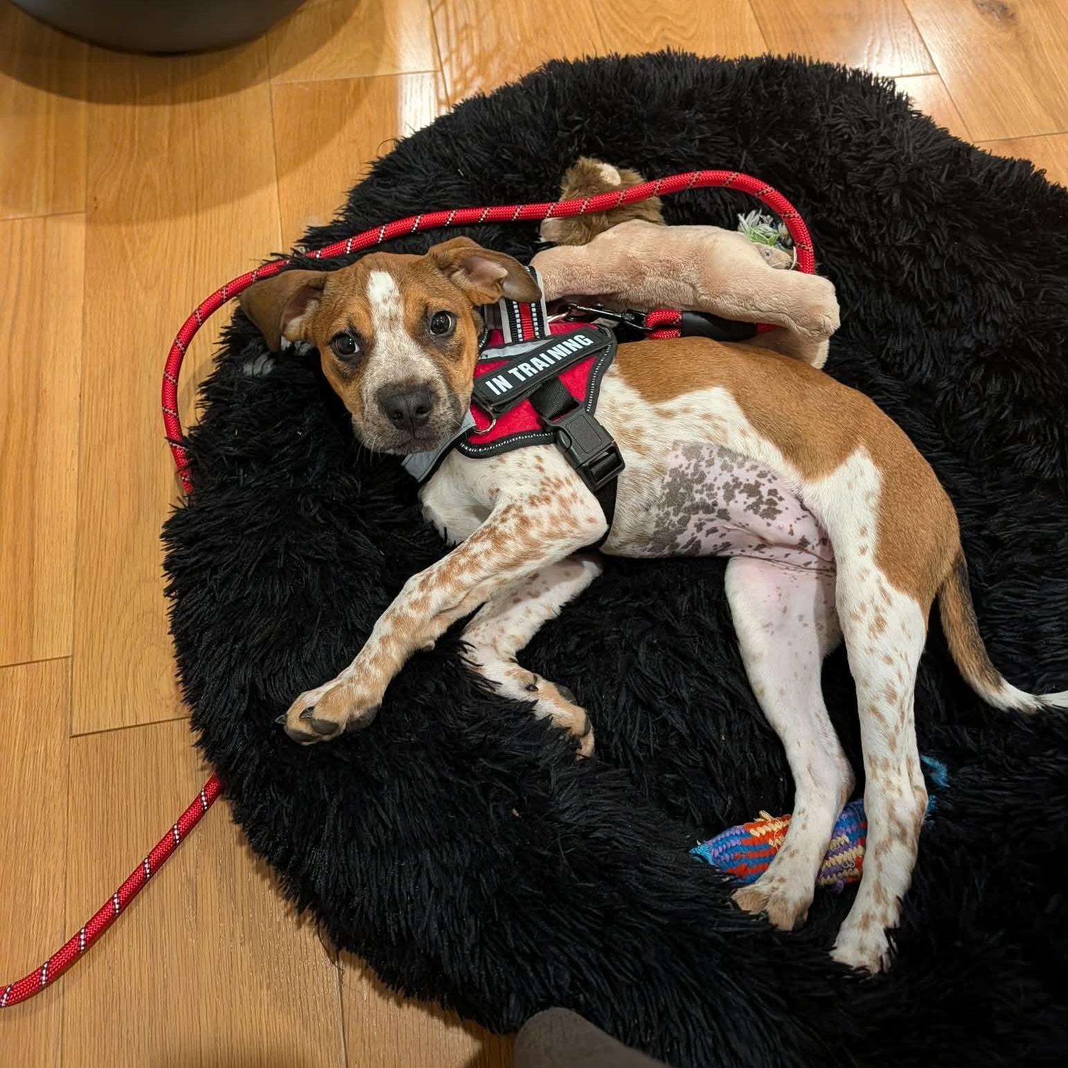 Enlarge Meadow, an adopted mixed breed in Wando, SC image 4/6