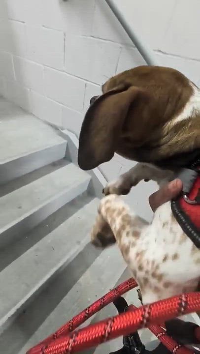 Enlarge Meadow, an adopted mixed breed in Wando, SC video 2/6