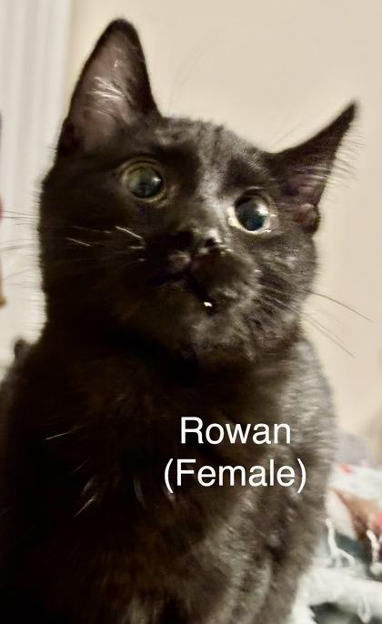 Rowan — thumbnail 2