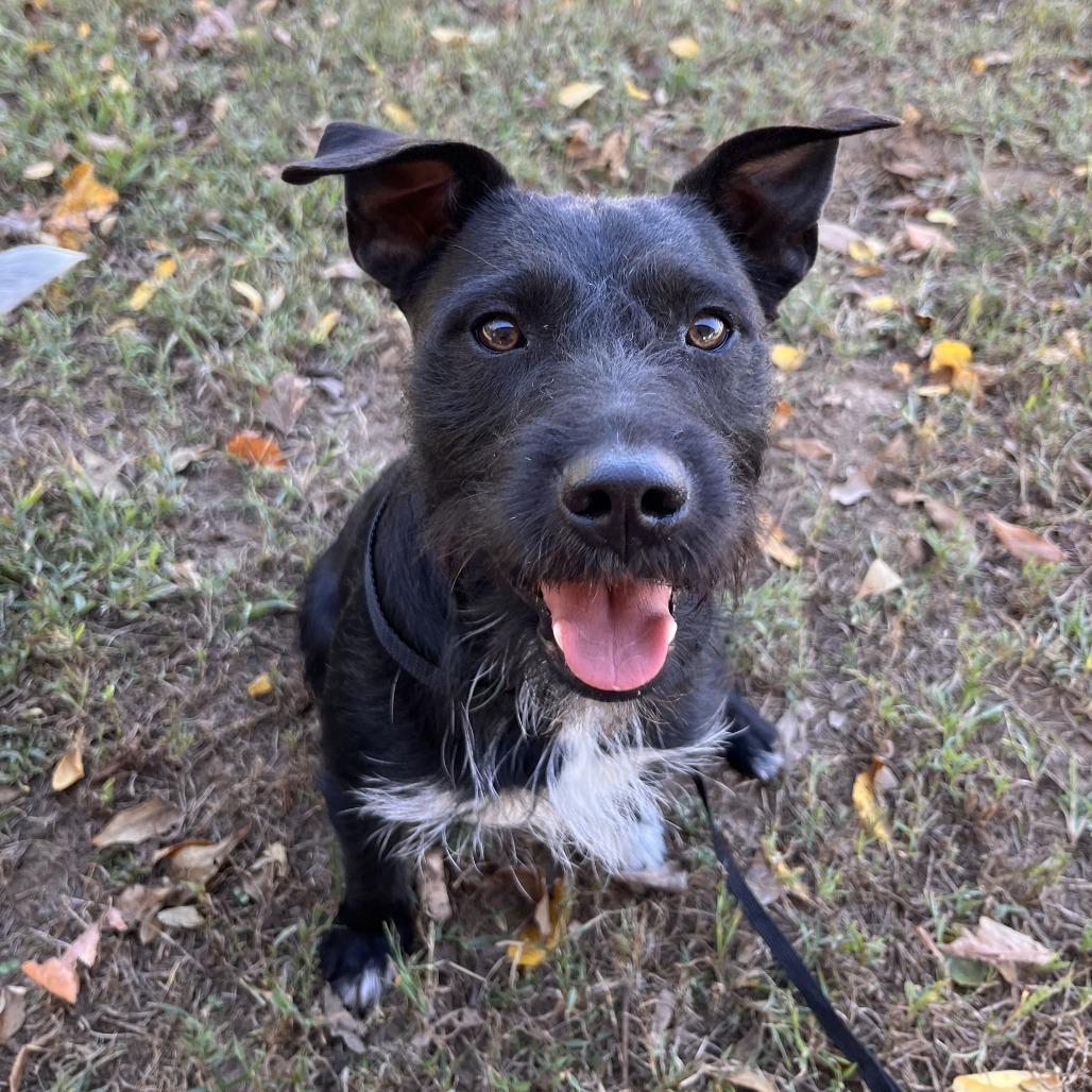 Enlarge Robert, a Adoptable mixed breed in Washburn, MO image 1/1
