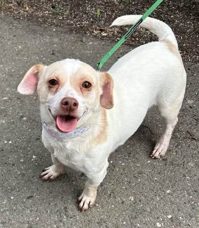 Enlarge CHIQUITA, a Adoptable mixed breed in Vacaville, CA image 1/1