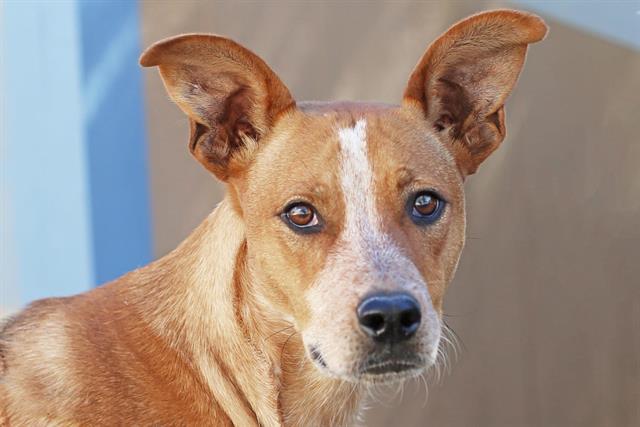 ZIPPER, Adoptable, Young Male Australian Cattle Dog / Blue Heeler & Mixed Breed.