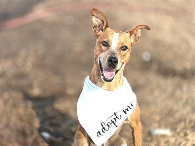 ZIPPER, Adoptable, Young Male Australian Cattle Dog / Blue Heeler & Mixed Breed.