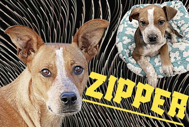 ZIPPER, Adoptable, Young Male Australian Cattle Dog / Blue Heeler & Mixed Breed.