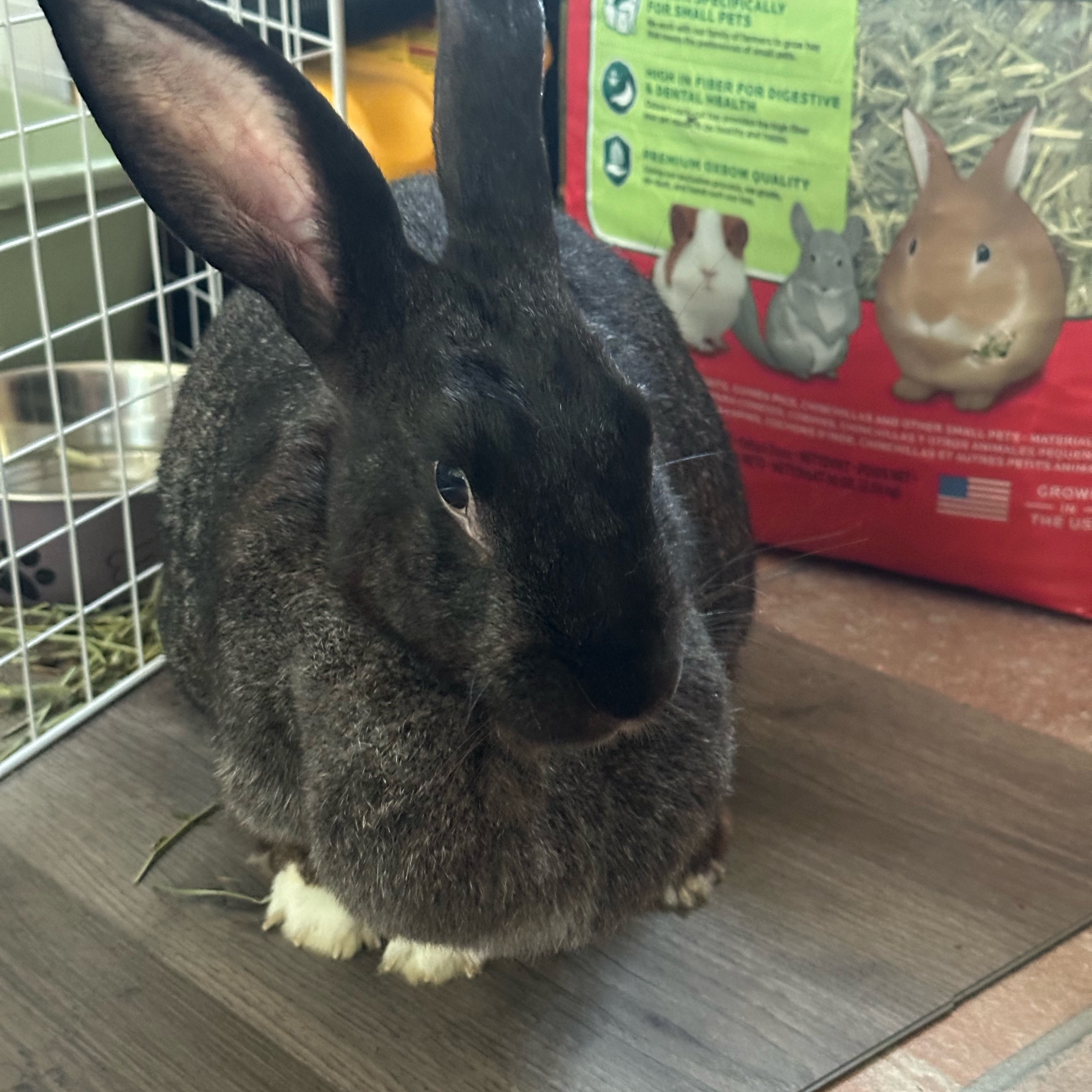 Fiona, a Adoptable Bunny Rabbit in Cambridge, ON image 3/6