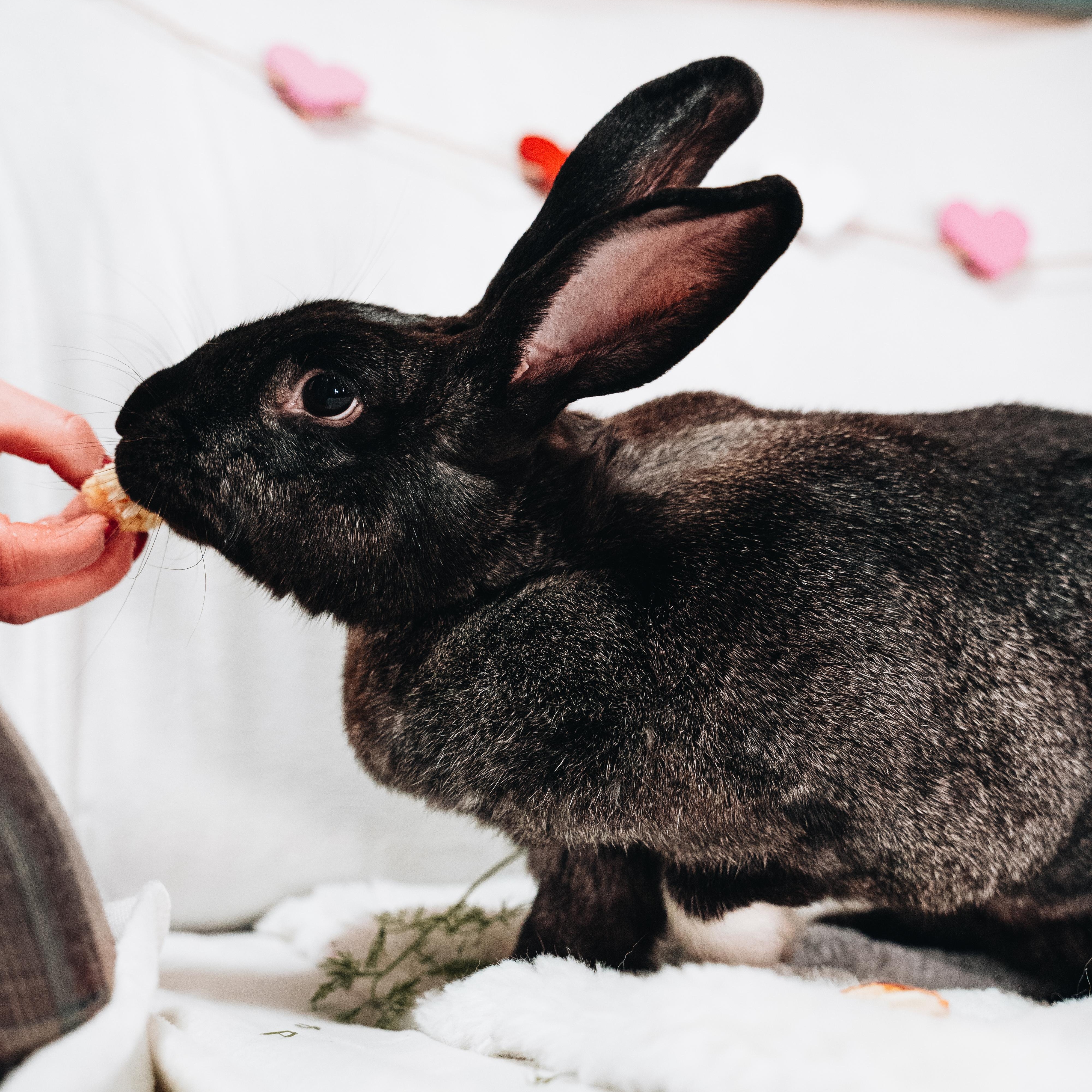 Enlarge Fiona, a Adoptable Bunny Rabbit in Cambridge, ON image 3/6