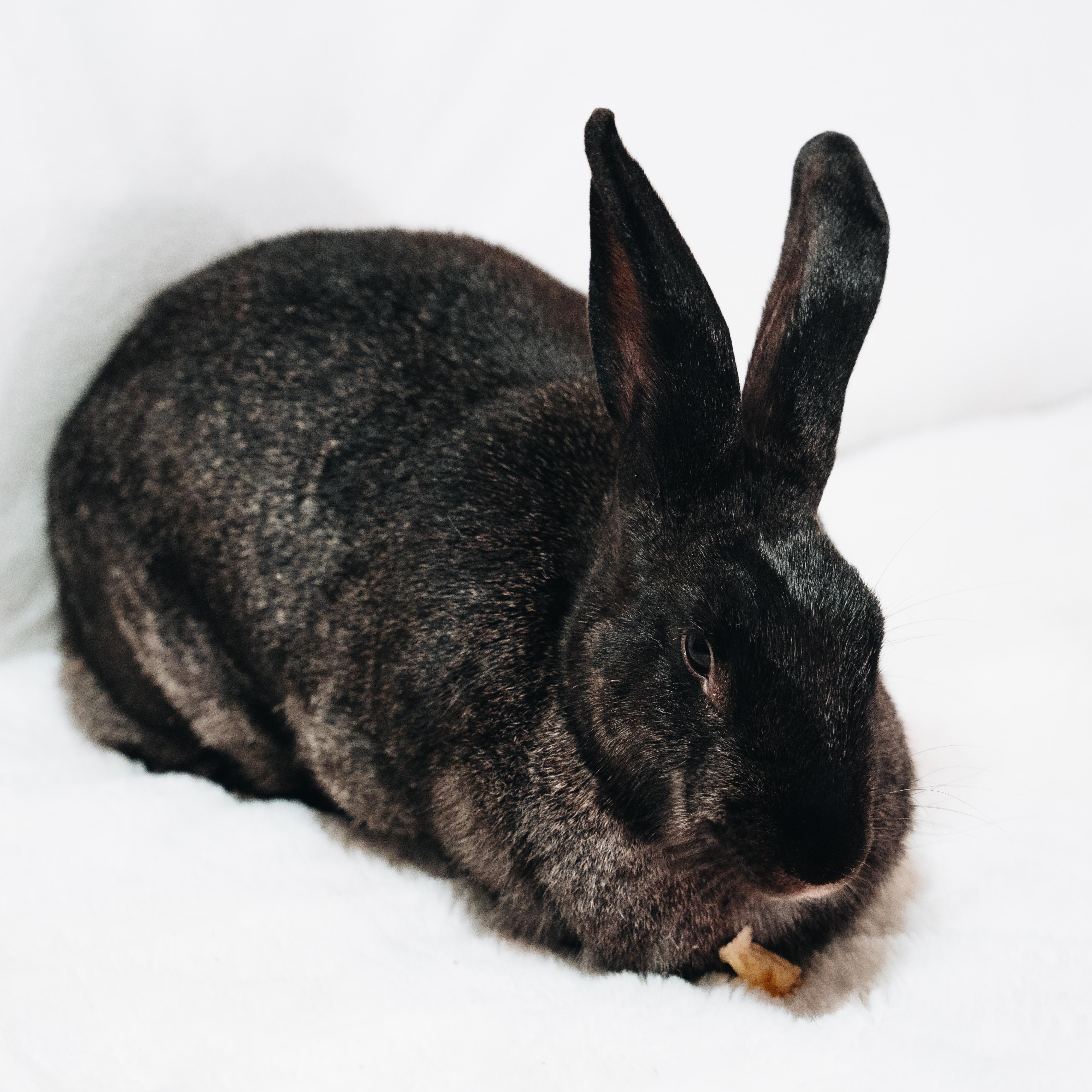 Fiona, a Adoptable Bunny Rabbit in Cambridge, ON image 1/6