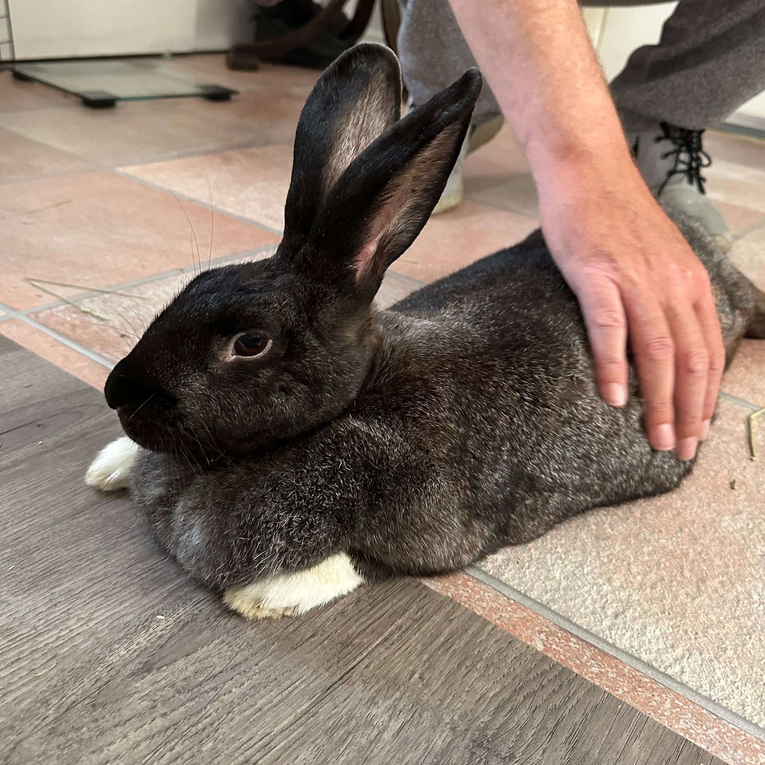 Fiona, a Adoptable Bunny Rabbit in Cambridge, ON image 2/6