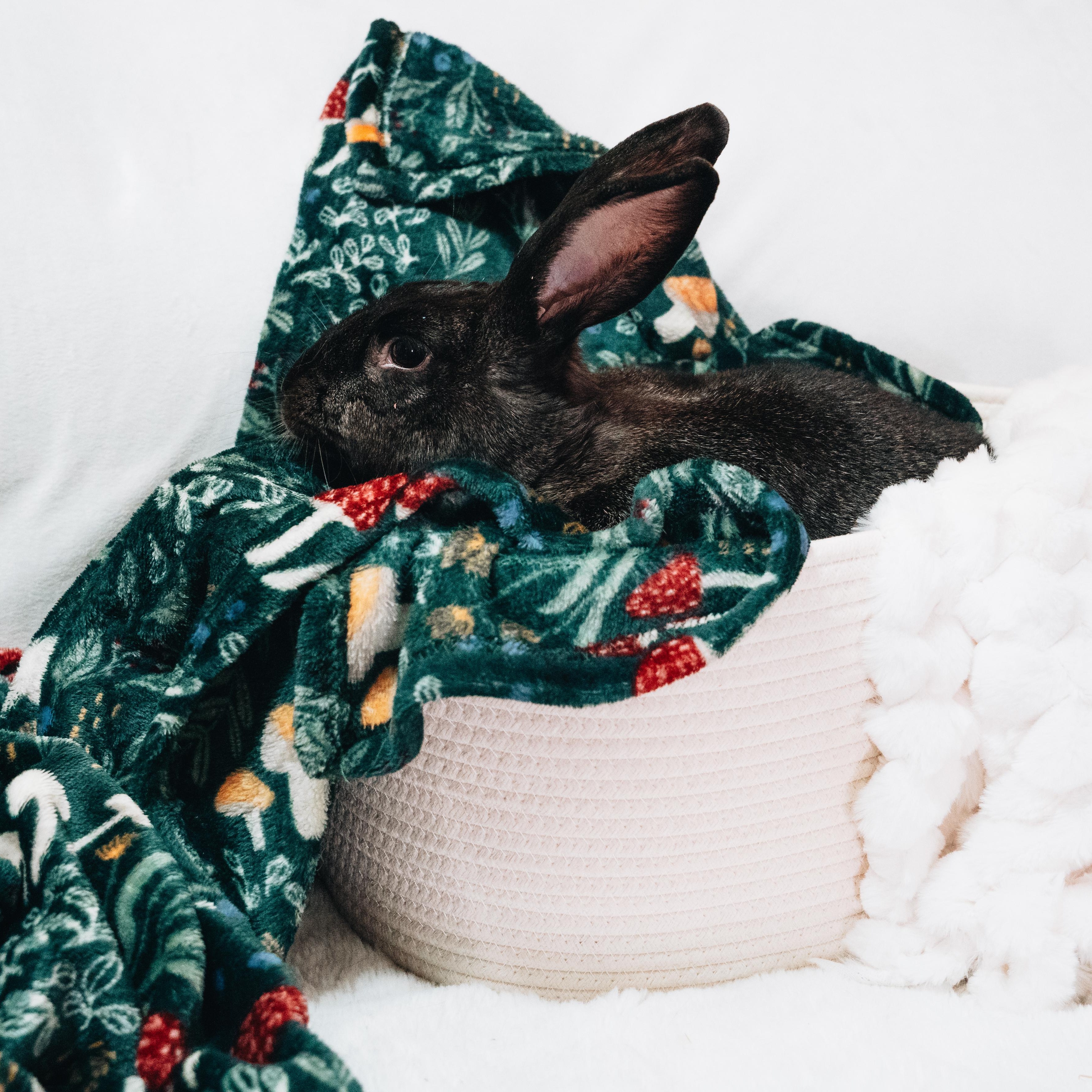 Enlarge Fiona, a Adoptable Bunny Rabbit in Cambridge, ON image 6/6