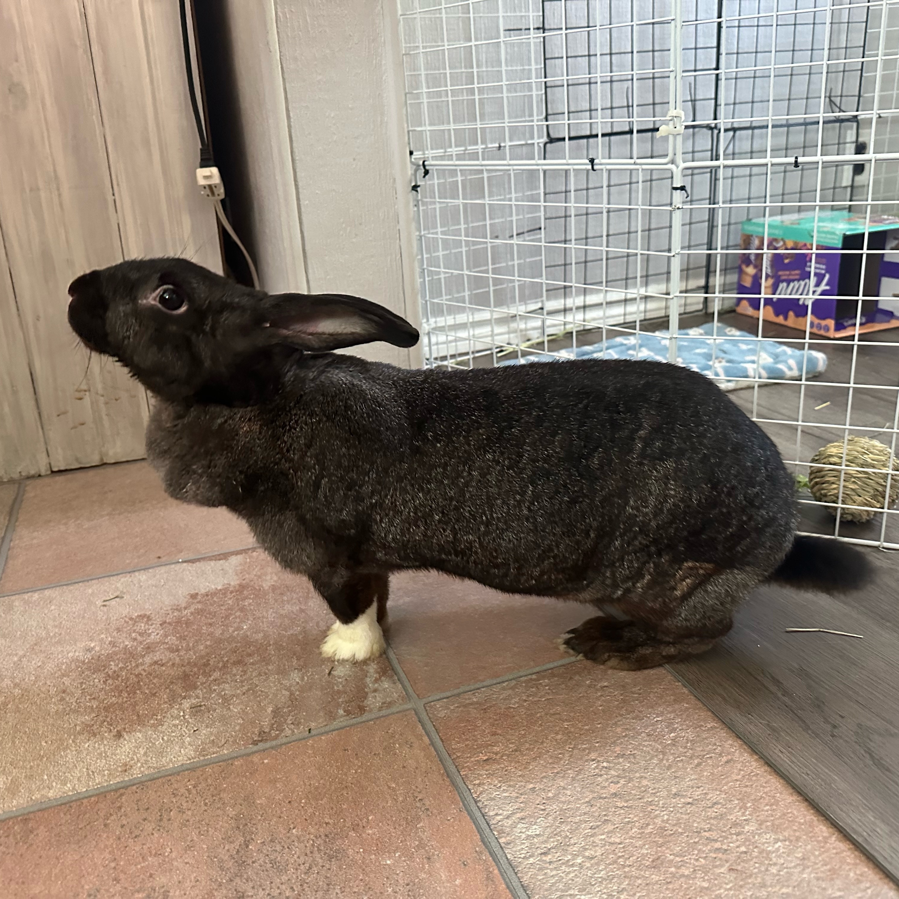 Fiona, a Adoptable Bunny Rabbit in Cambridge, ON image 4/6