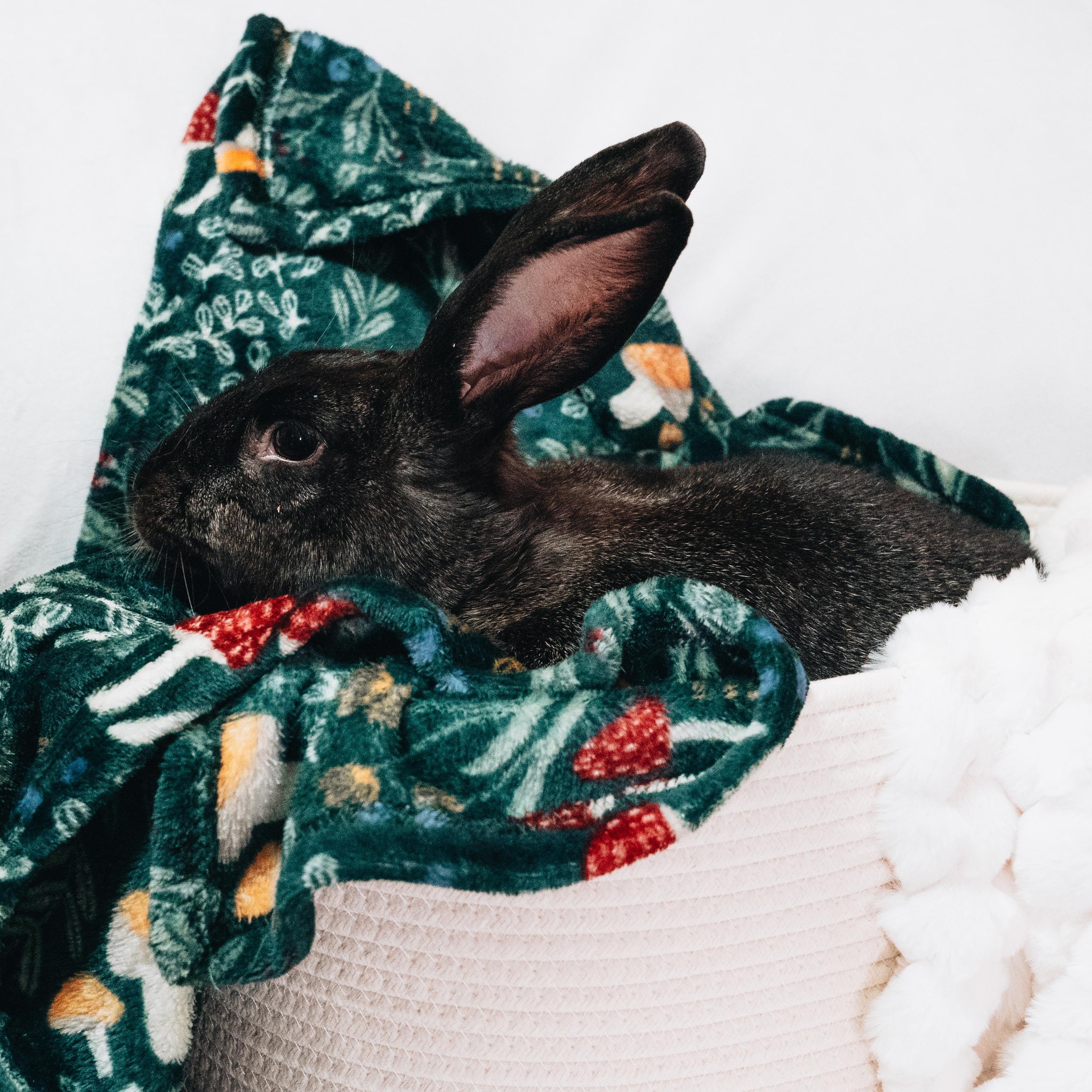 Fiona, a Adoptable Bunny Rabbit in Cambridge, ON image 6/6