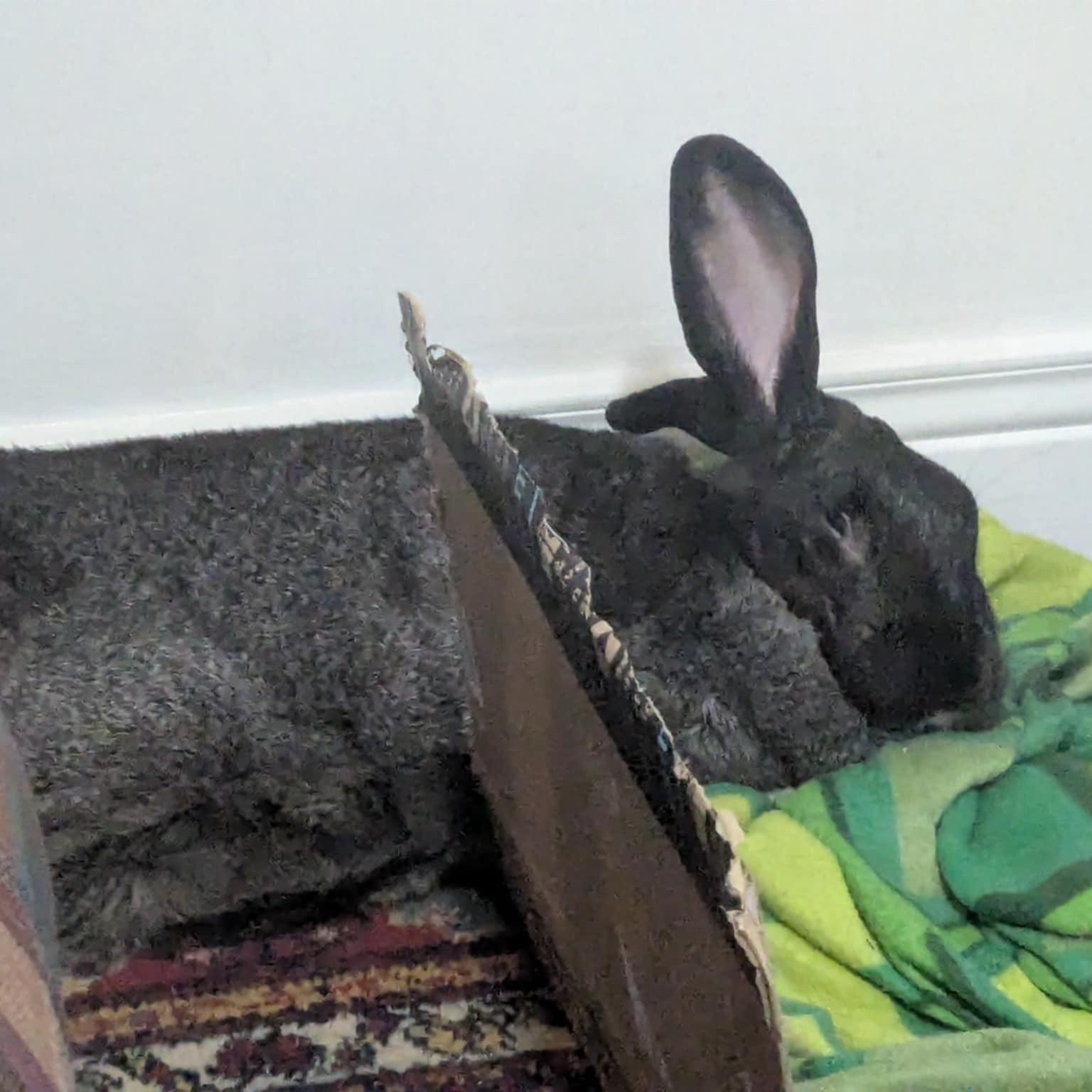 Fiona, Adoptable, Adult Female Bunny Rabbit.