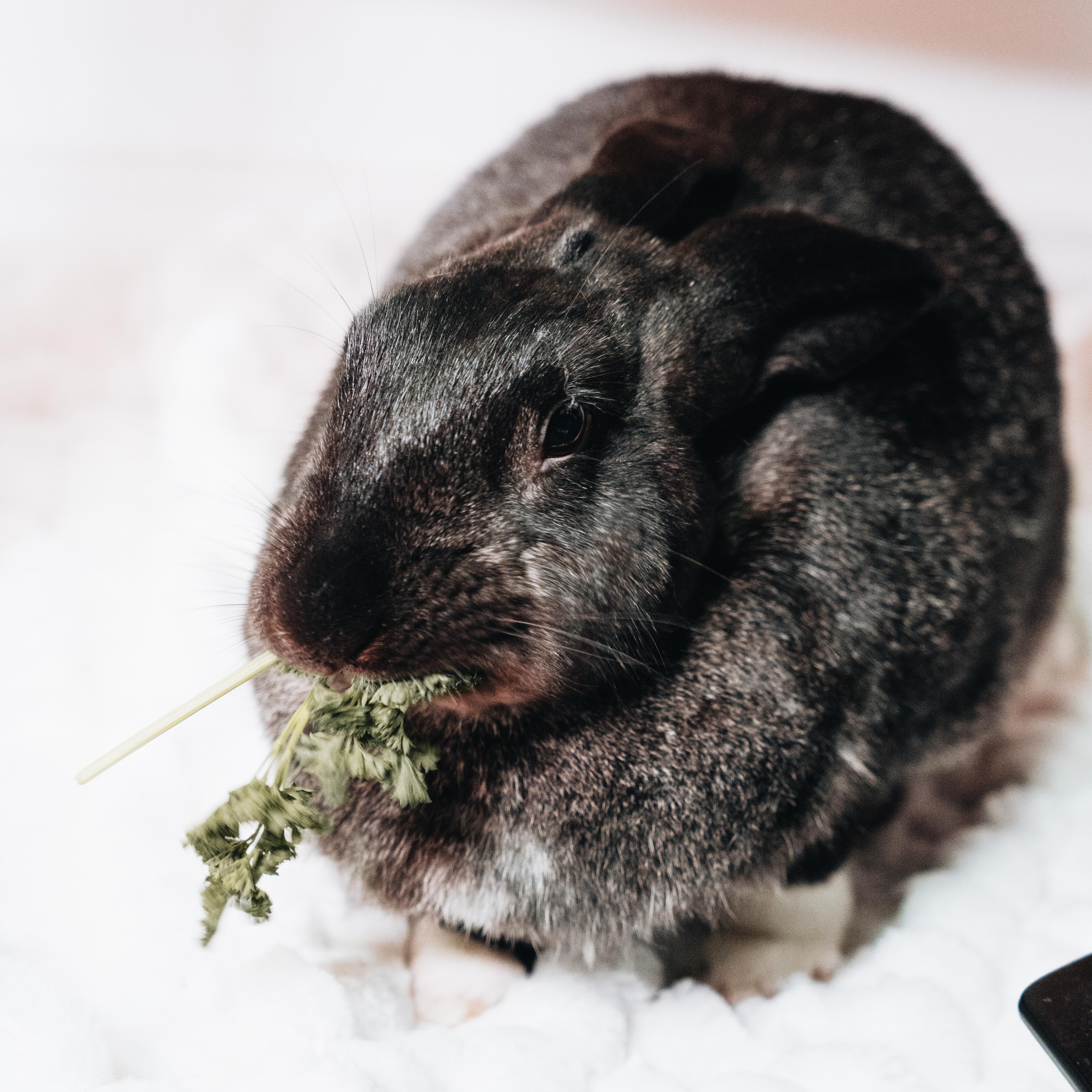 Enlarge Fiona, a Adoptable Bunny Rabbit in Cambridge, ON image 5/6