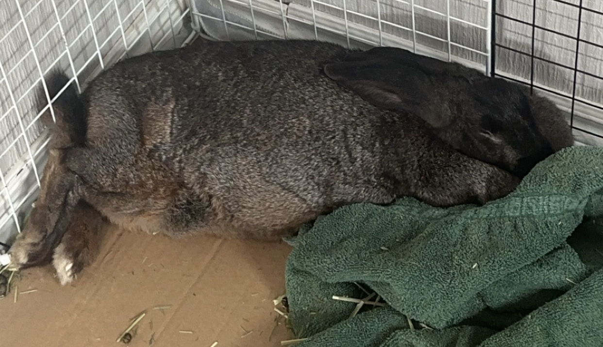 Fiona, a Adoptable Bunny Rabbit in Cambridge, ON image 5/6