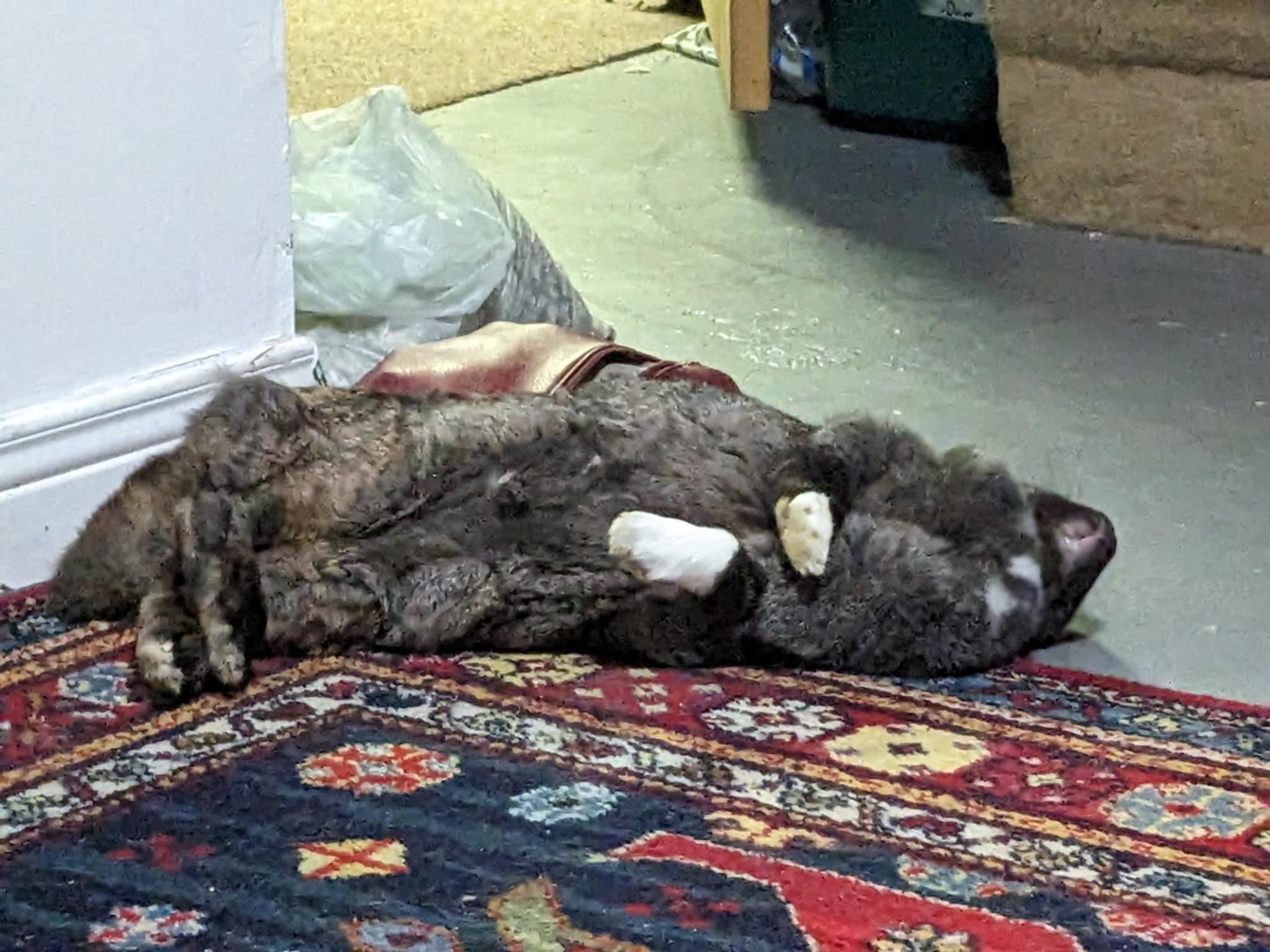 Enlarge Fiona, a Adoptable Bunny Rabbit in Cambridge, ON image 2/6