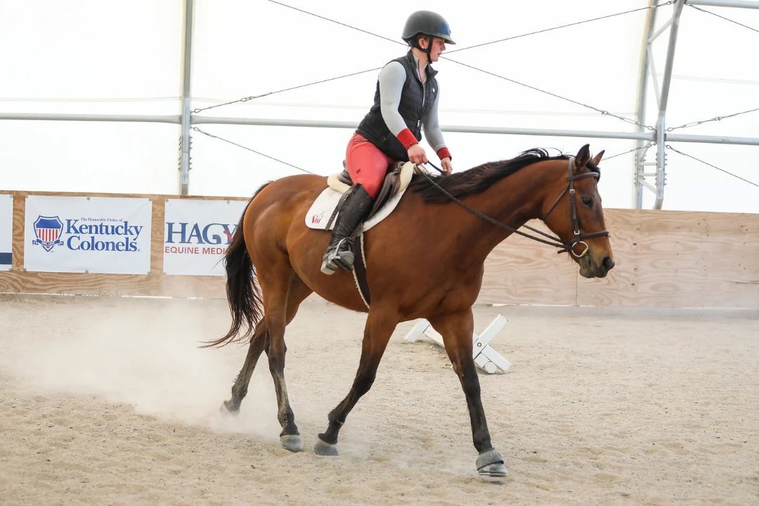 Enlarge Teelfa, a Adoptable Thoroughbred in Nicholasville, KY image 7/9