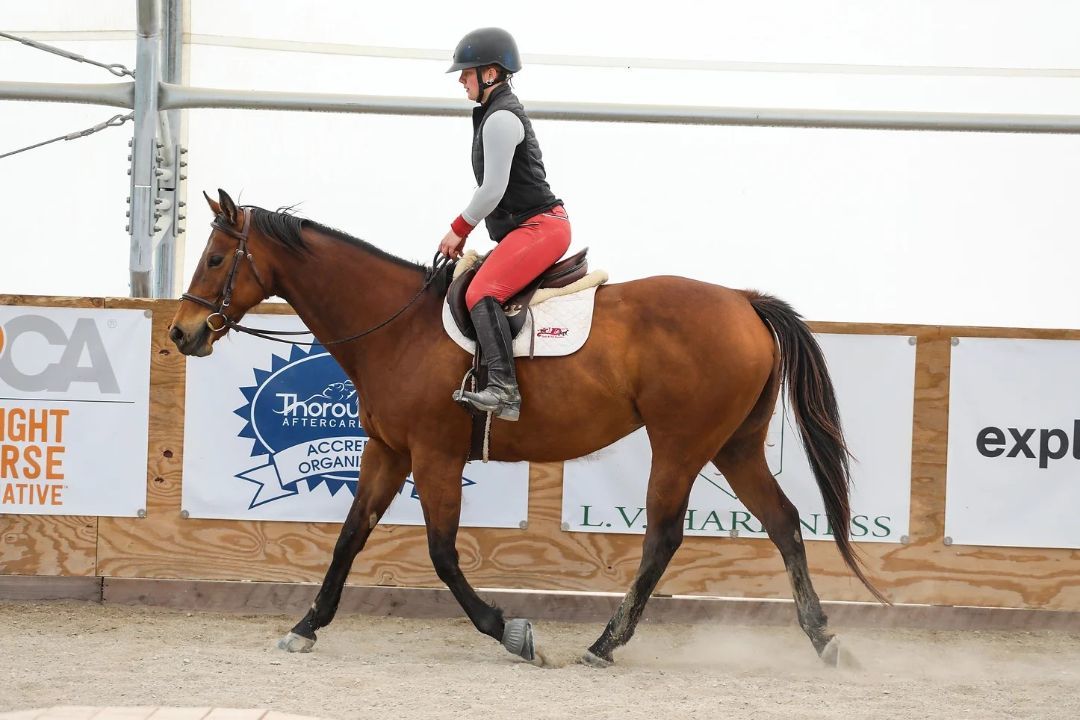 Enlarge Teelfa, a Adoptable Thoroughbred in Nicholasville, KY image 8/9