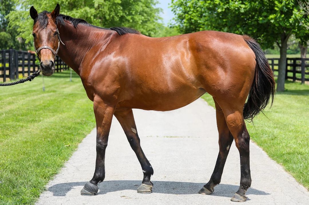 Enlarge Teelfa, a Adoptable Thoroughbred in Nicholasville, KY image 5/9