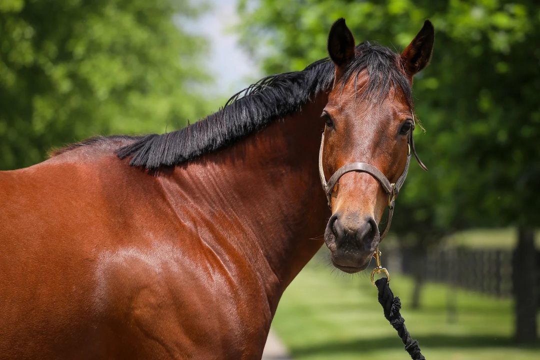 Enlarge Teelfa, a Adoptable Thoroughbred in Nicholasville, KY image 1/9