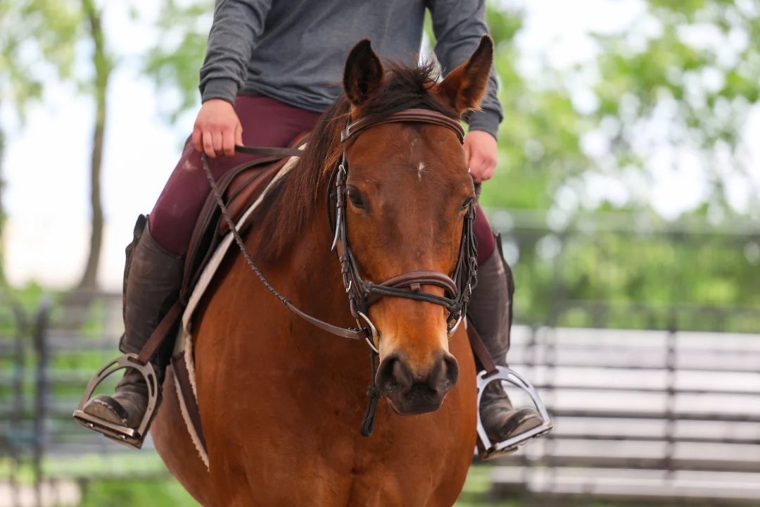 Enlarge Teelfa, a Adoptable Thoroughbred in Nicholasville, KY image 9/9