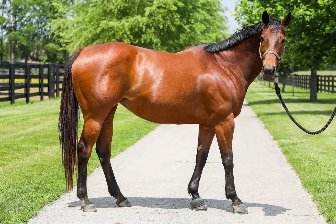 Enlarge Teelfa, a Adoptable Thoroughbred in Nicholasville, KY image 6/9