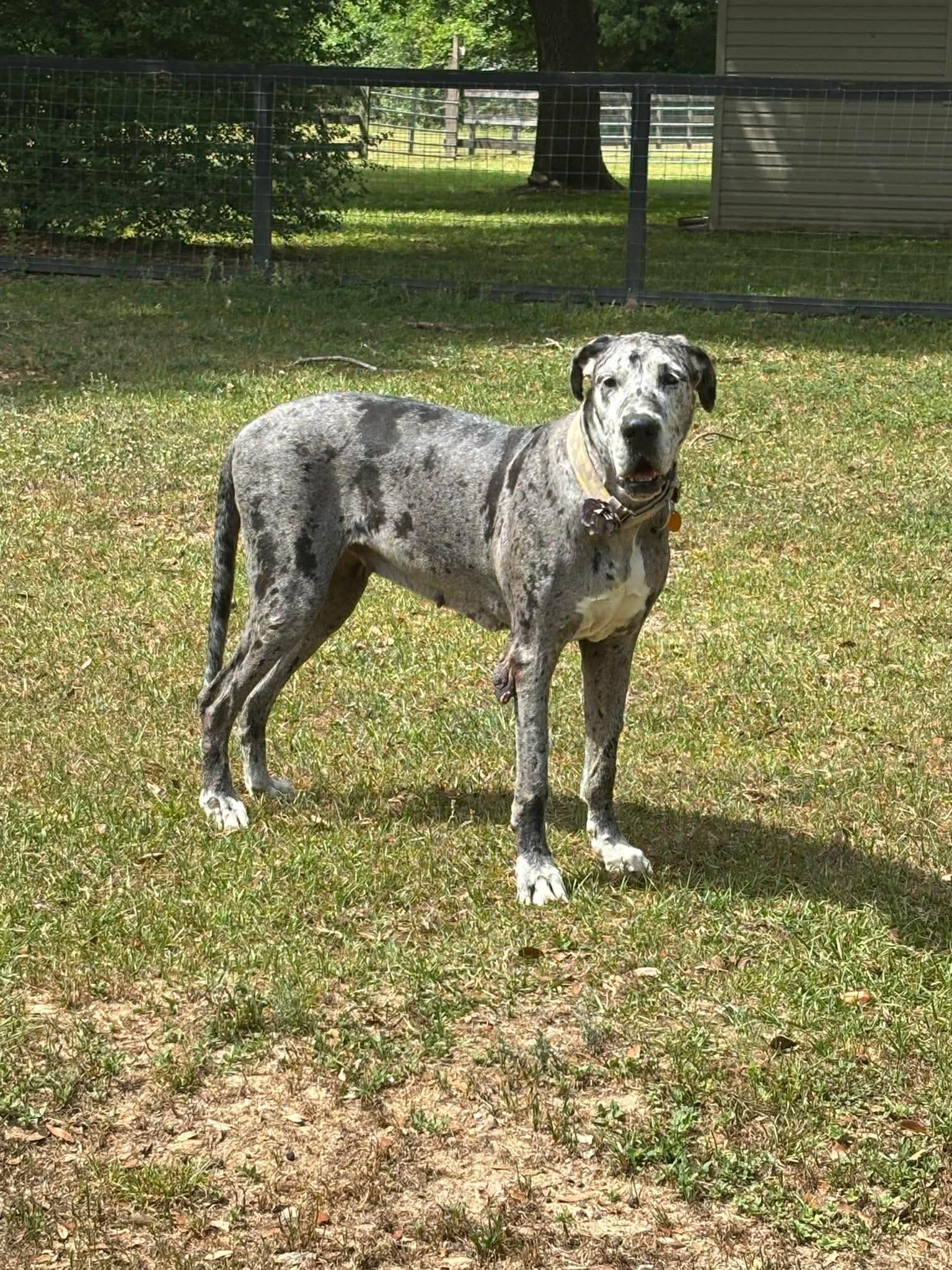 Enlarge Hershey, a ADOPTABLE Great Dane in Pensacola, FL image 3/6