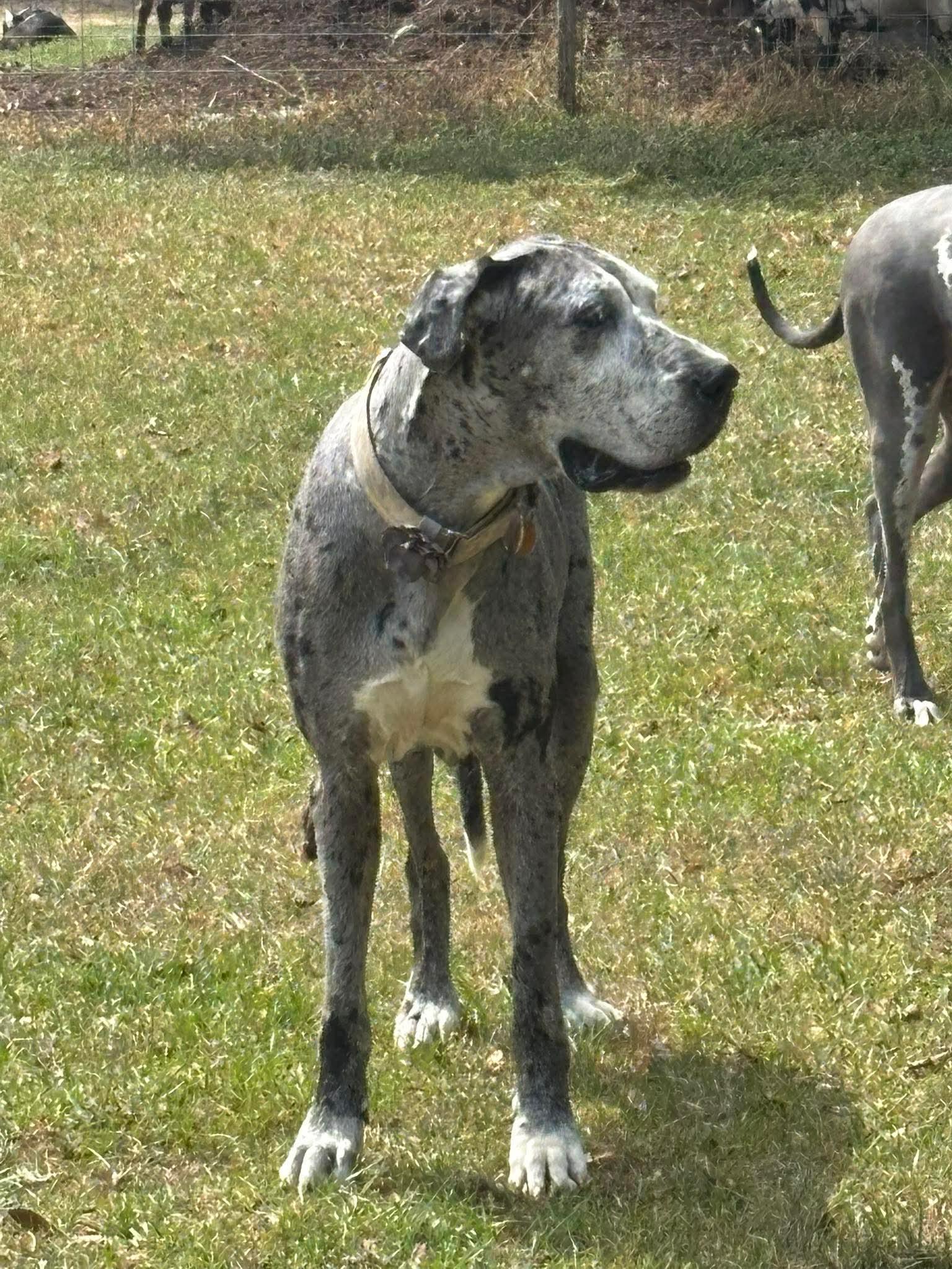 Enlarge Hershey, a ADOPTABLE Great Dane in Pensacola, FL image 5/6