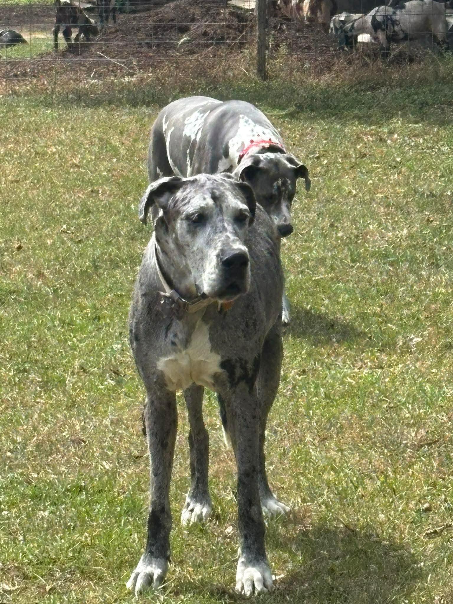 Enlarge Hershey, a ADOPTABLE Great Dane in Pensacola, FL image 2/6