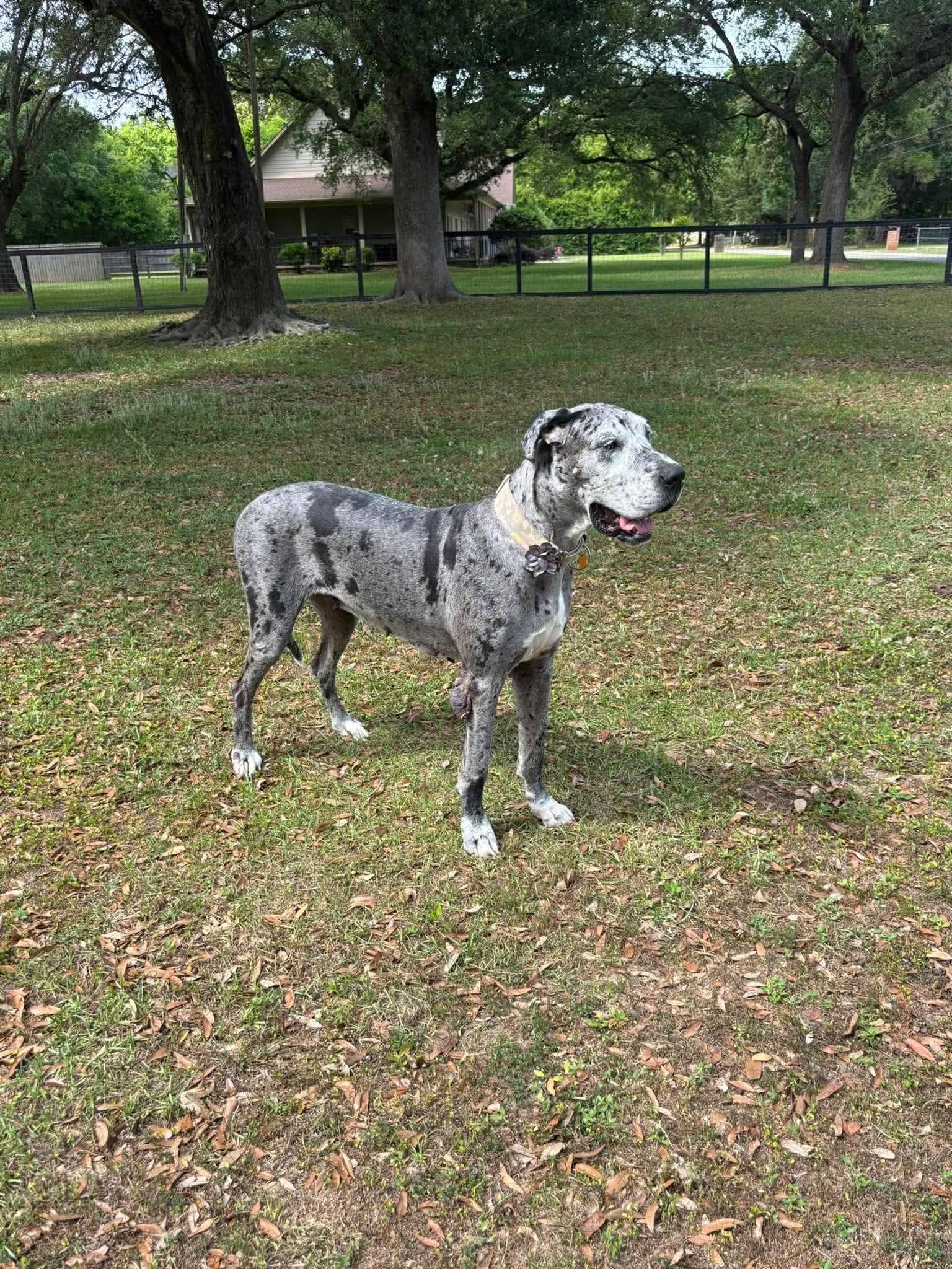 Enlarge Hershey, a ADOPTABLE Great Dane in Pensacola, FL image 6/6