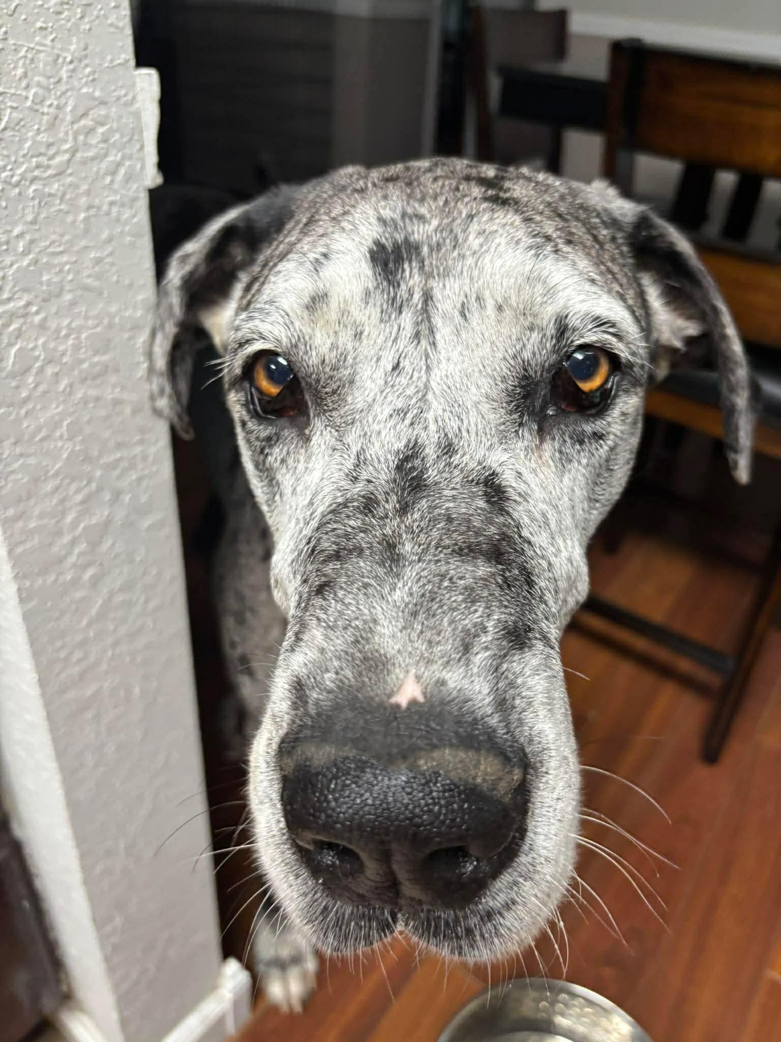 Enlarge Hershey, a ADOPTABLE Great Dane in Pensacola, FL image 1/6