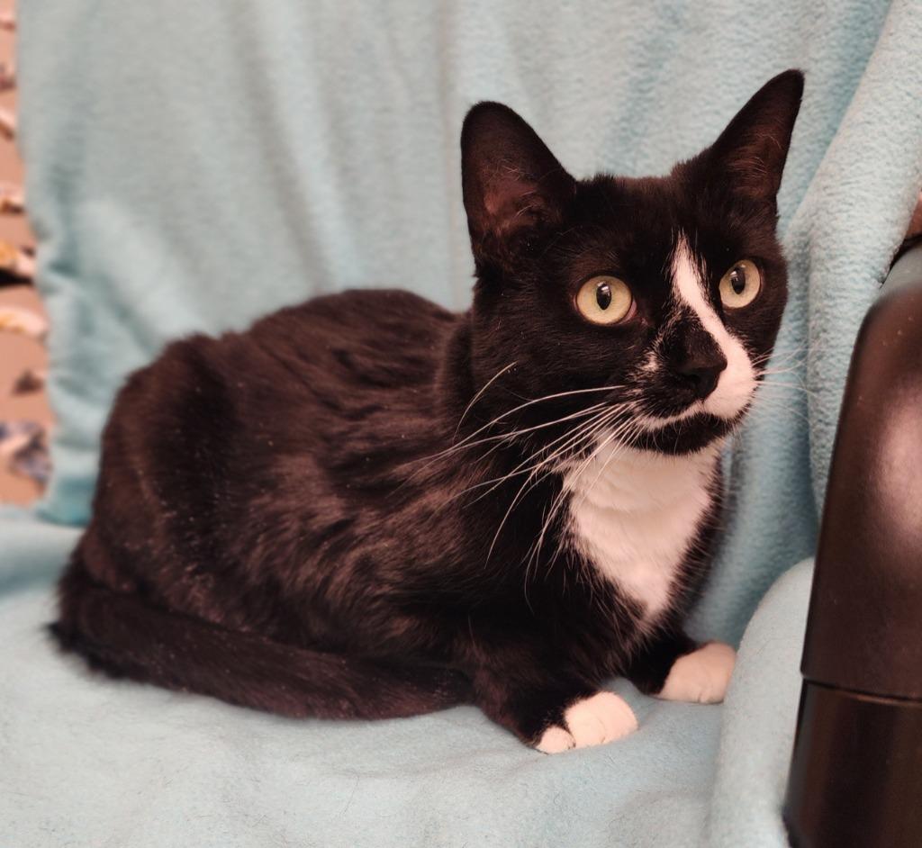Muffin, Adoptable, Adult Female Domestic Short Hair.