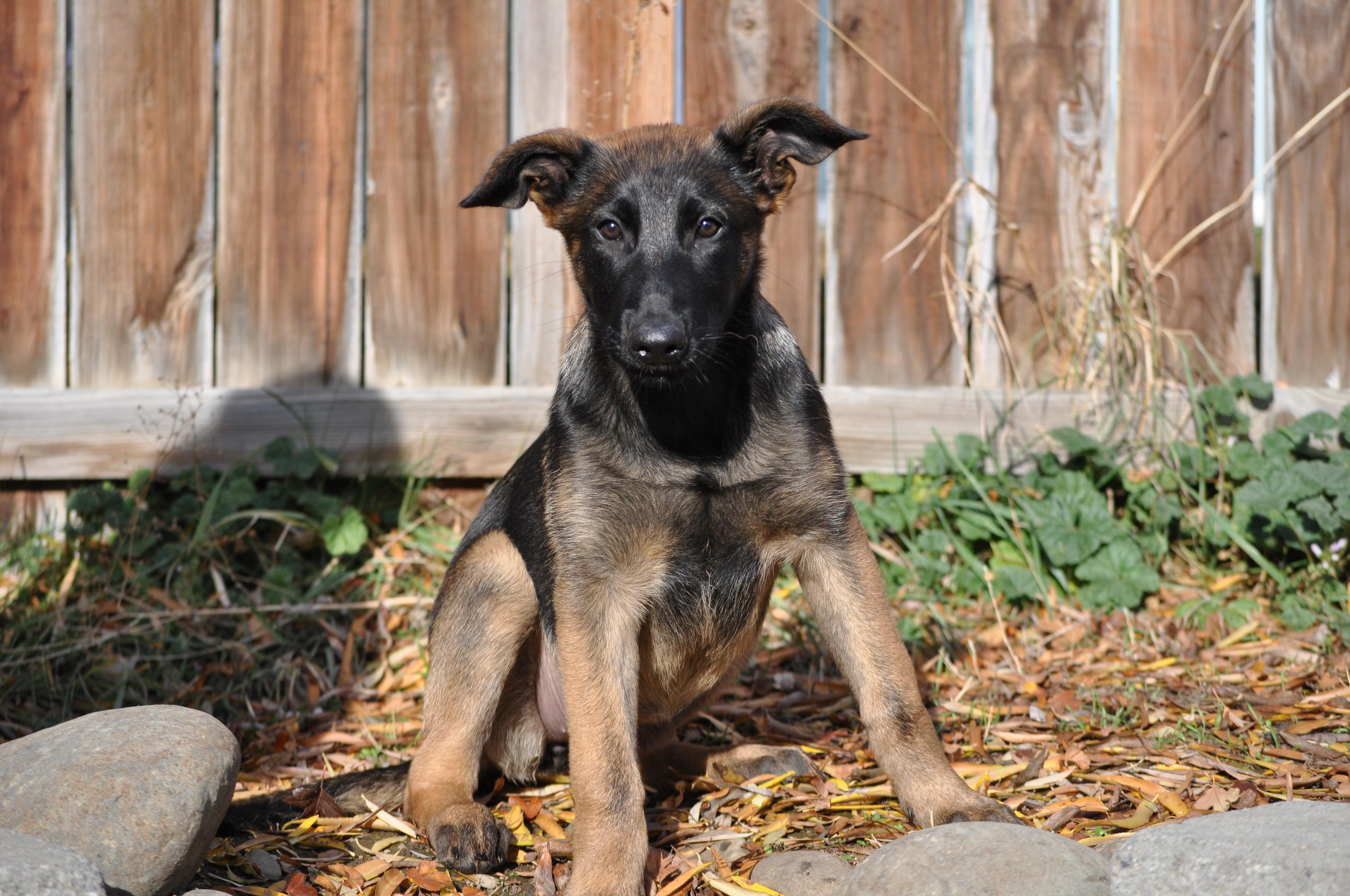 Enlarge Blair, a ADOPTABLE mixed breed in Union Gap, WA image 5/5