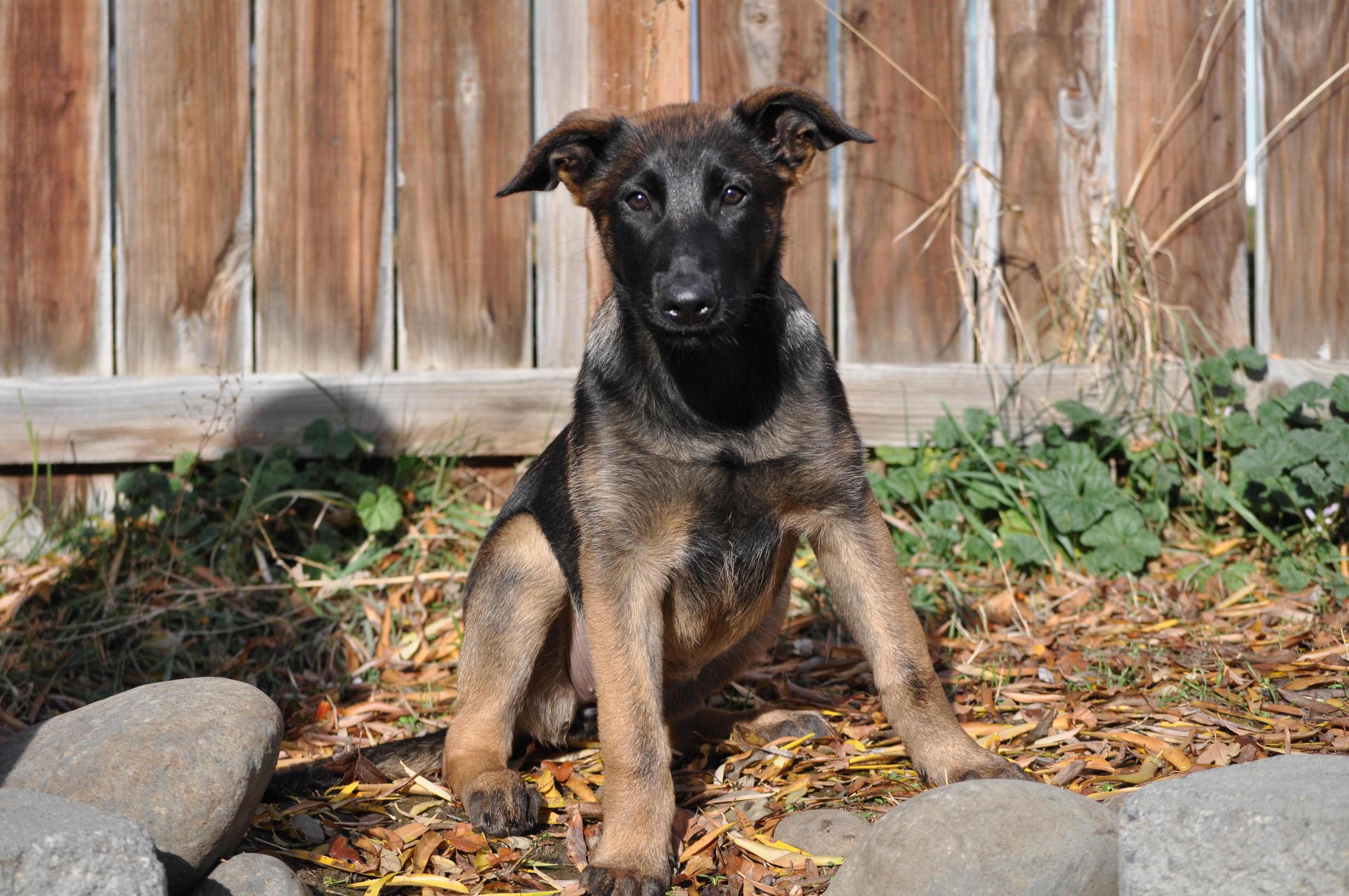 Enlarge Blair, a ADOPTABLE mixed breed in Union Gap, WA image 2/5
