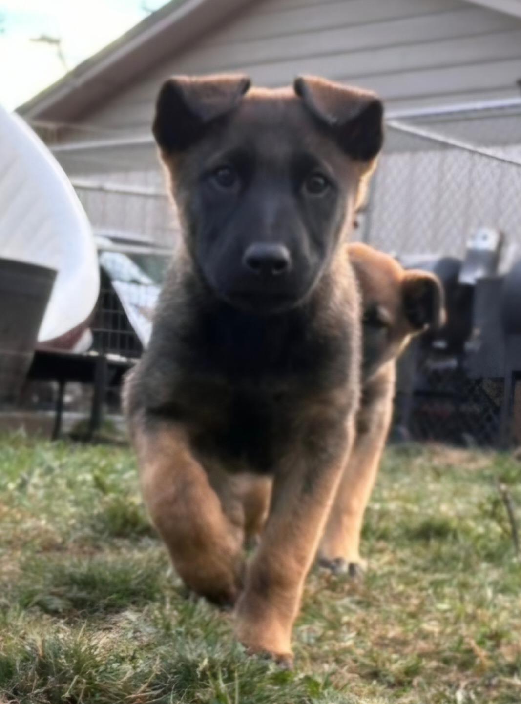 Blair, ADOPTABLE, Young Female Shepherd & Belgian Shepherd / Malinois.