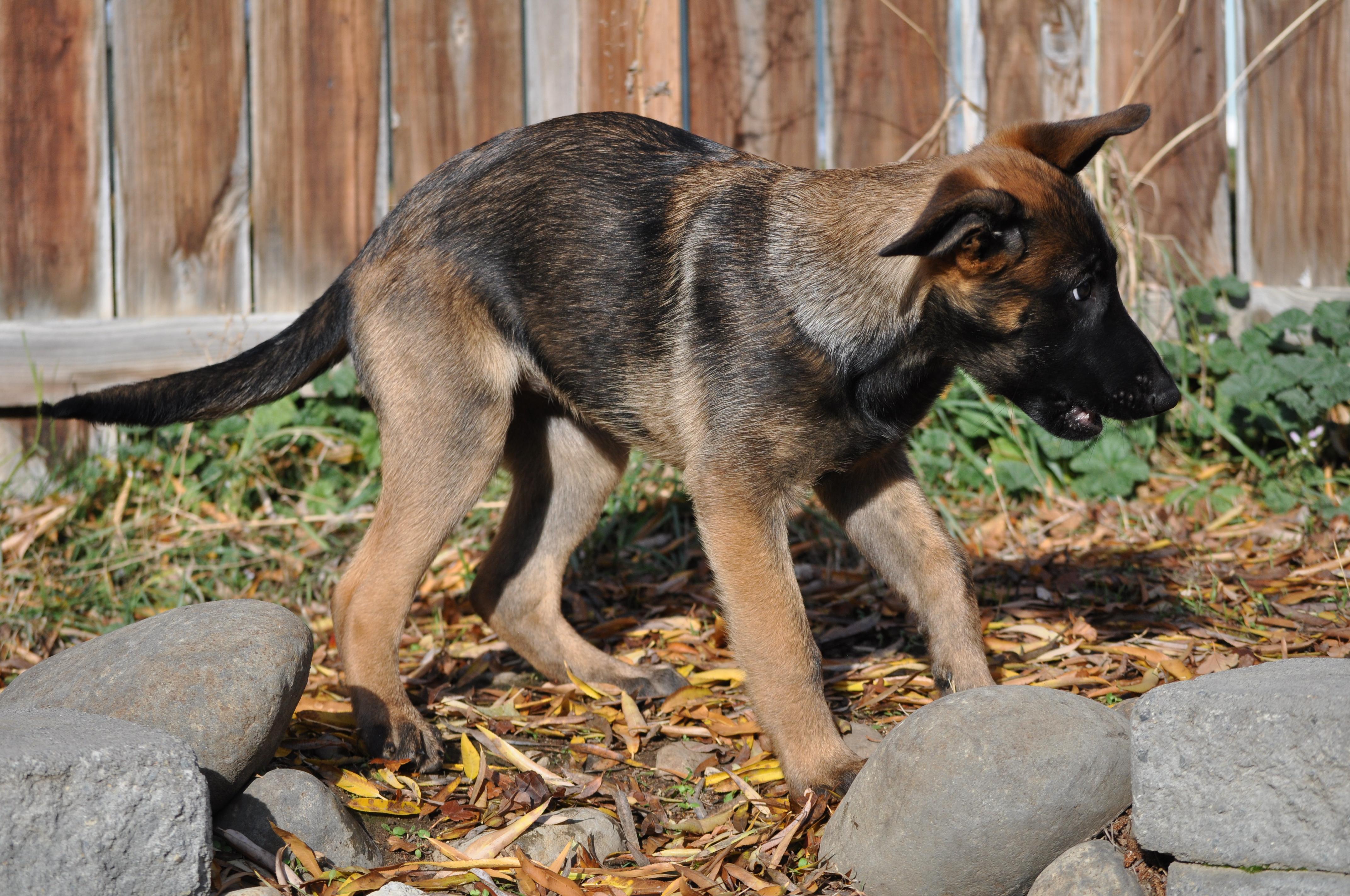 Enlarge Blair, a ADOPTABLE mixed breed in Union Gap, WA image 3/5