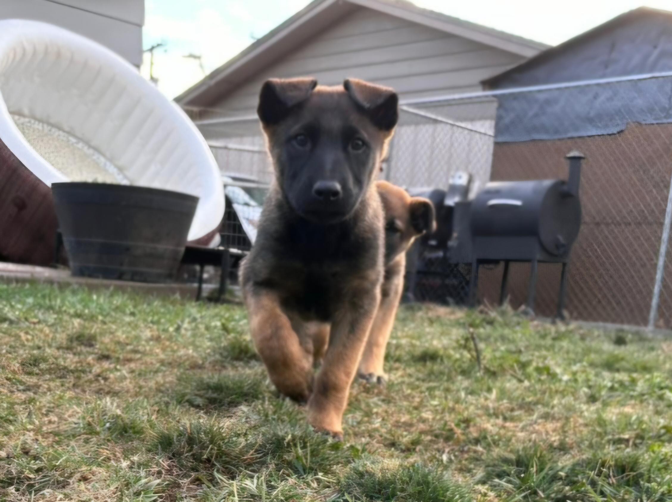 Enlarge Blair, a ADOPTABLE mixed breed in Union Gap, WA image 4/5